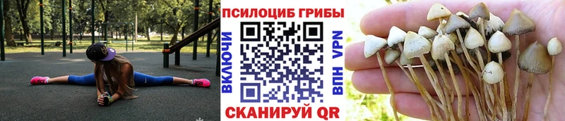 OMG сайт  Старая Купавна  Псилоцибиновые грибы Psilocybe 